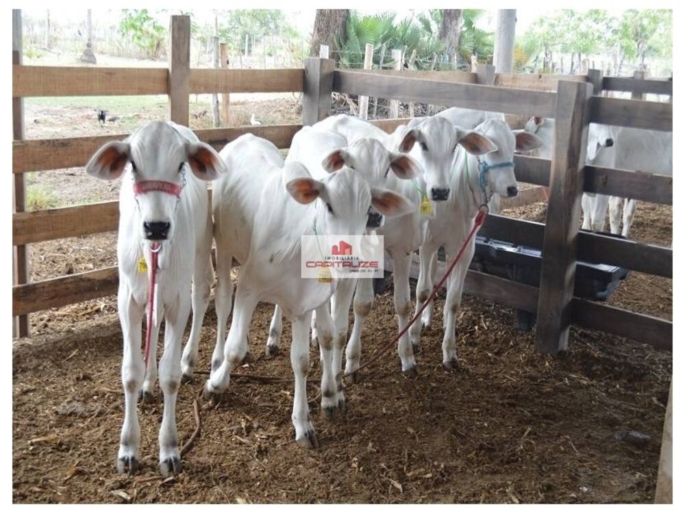 Fazenda, 438 m² - Foto 3