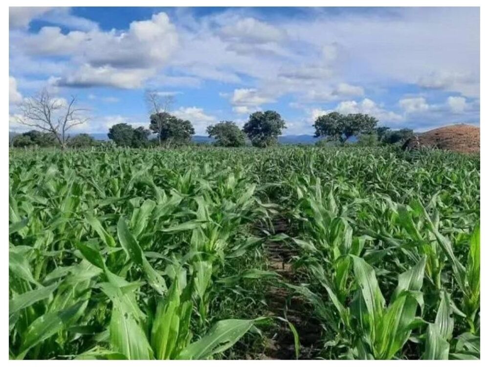 Fazenda, 5300 m² - Foto 1