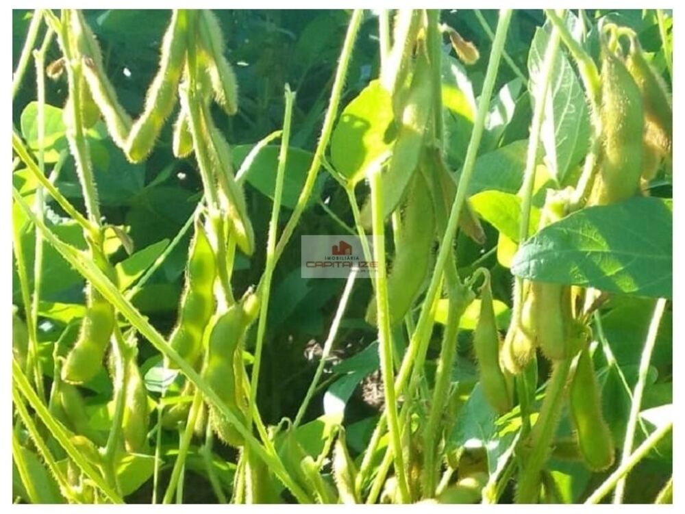 Fazenda-Sítio-Chácara, 8000 m² - Foto 1