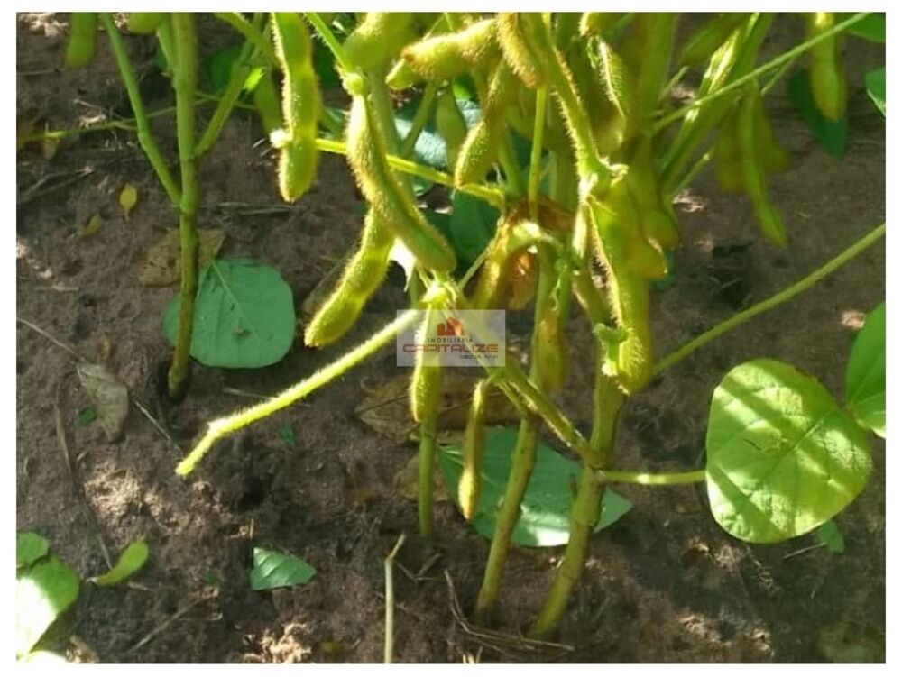 Fazenda-Sítio-Chácara, 8000 m² - Foto 3