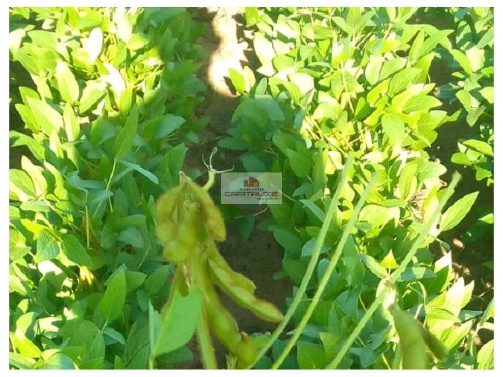 Fazenda-Sítio-Chácara, 8000 m² - Foto 2