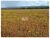 Fazenda-Sítio-Chácara, 7000 m² - Foto 1