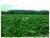 Fazenda, 1 hectares - Foto 2