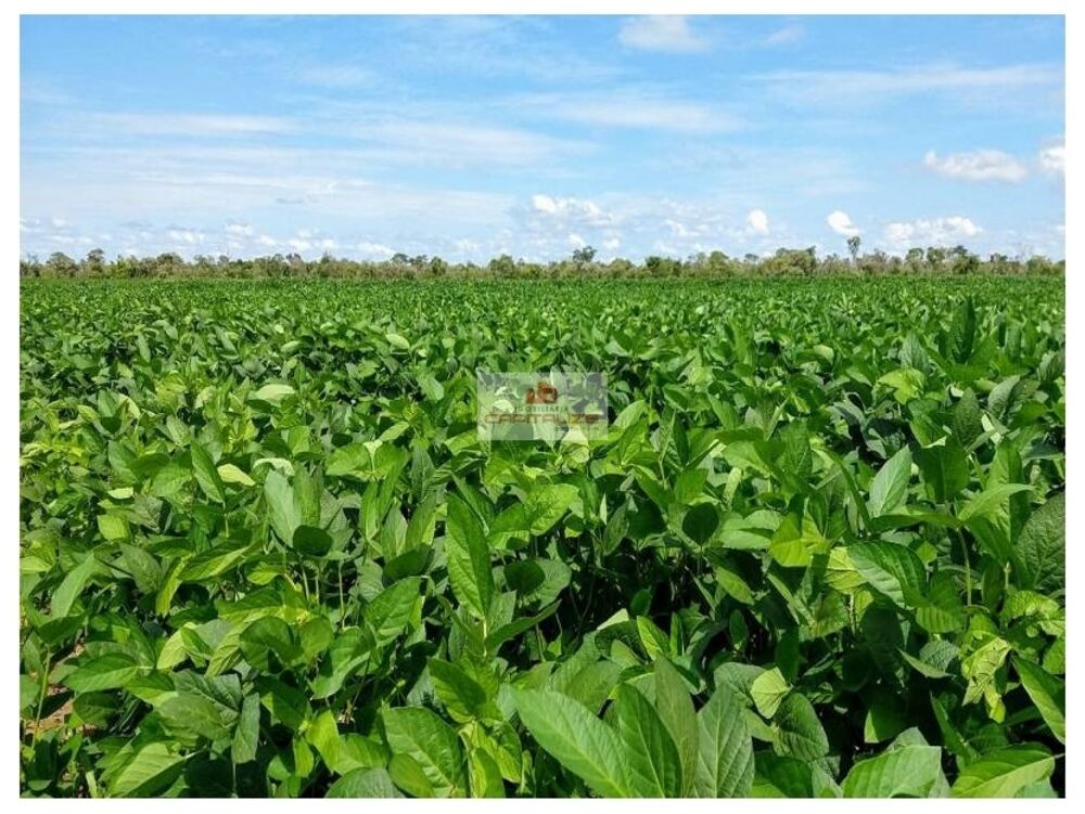 Fazenda à venda, 21000m² - Foto 4