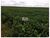 Fazenda-Sítio-Chácara, 2 hectares - Foto 9