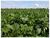 Fazenda-Sítio-Chácara, 2 hectares - Foto 8