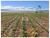 Fazenda, 5000 m² - Foto 2