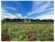 Fazenda, 2 hectares - Foto 3