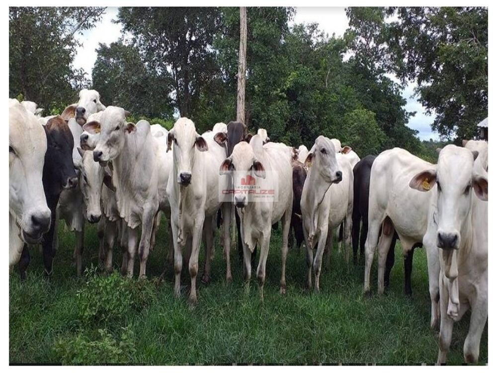Fazenda à venda, 2400m² - Foto 1