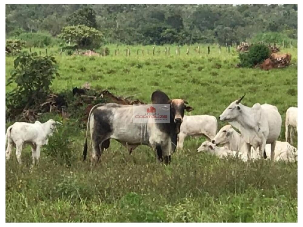 Fazenda à venda, 40000m² - Foto 7