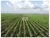 Fazenda, 4 hectares - Foto 2