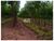 Fazenda, 2 hectares - Foto 4