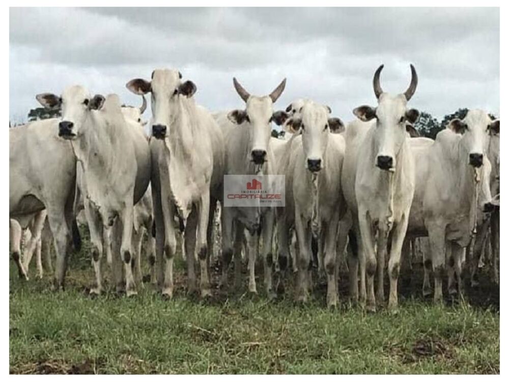 Fazenda, 4000 m² - Foto 1