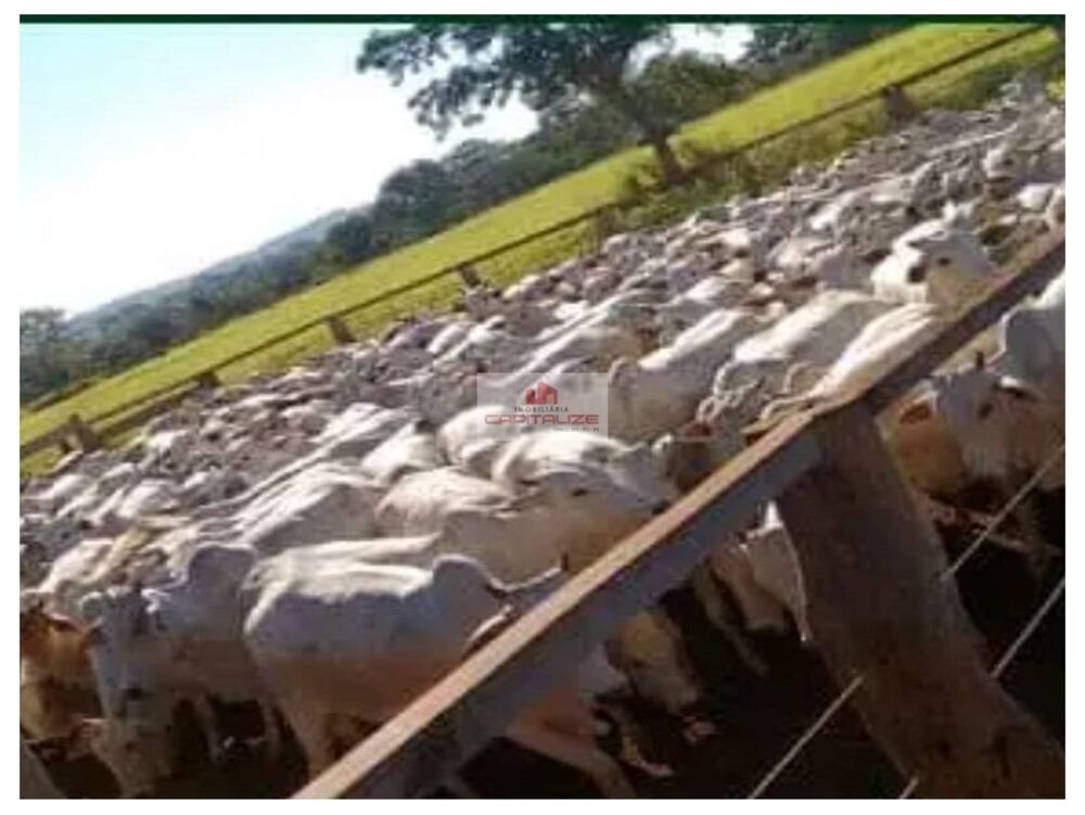 Fazenda à venda, 21000m² - Foto 2
