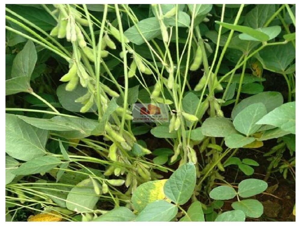 Fazenda, 6000 m² - Foto 3