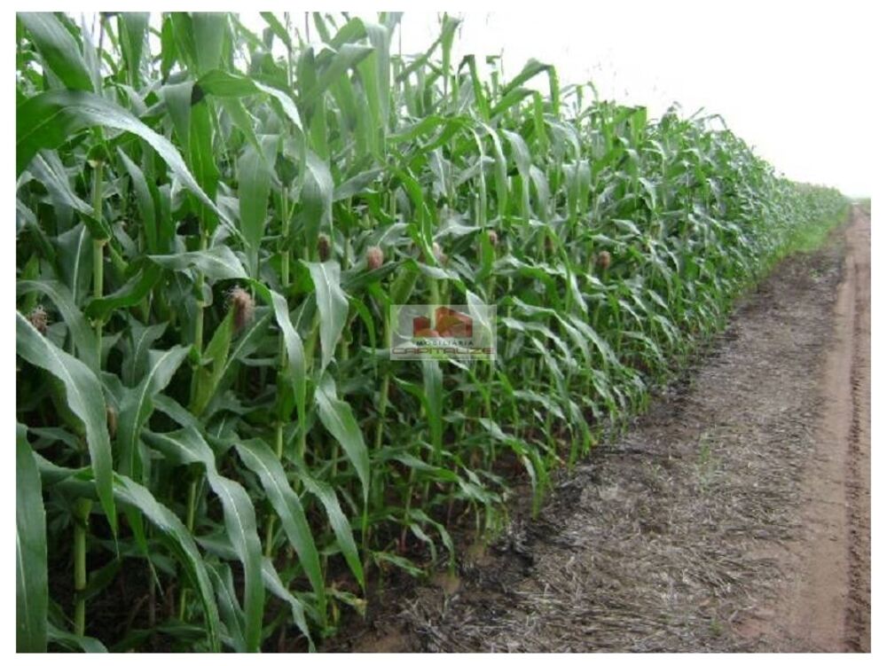 Fazenda, 6000 m² - Foto 2