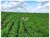 Fazenda, 6000 m² - Foto 4
