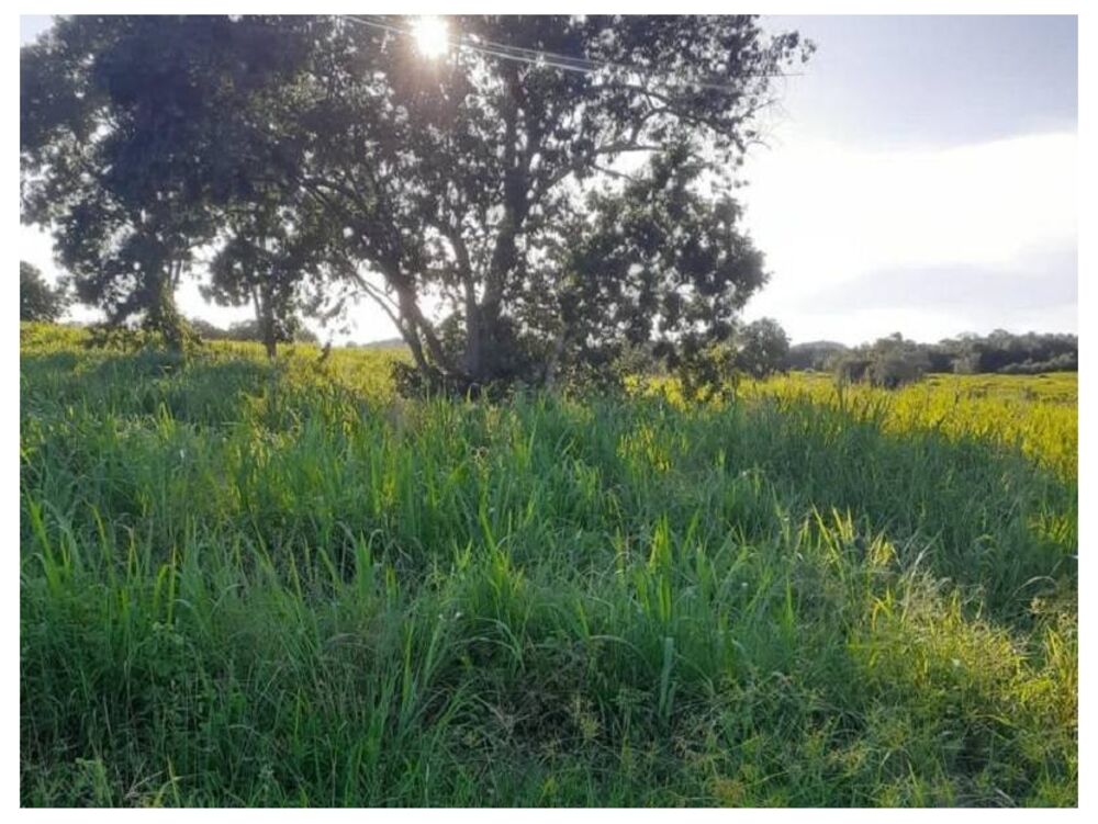 Fazenda, 5300 m² - Foto 4