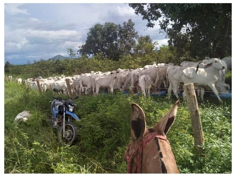 Fazenda, 5300 m² - Foto 1