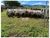 Fazenda, 5800 m² - Foto 2