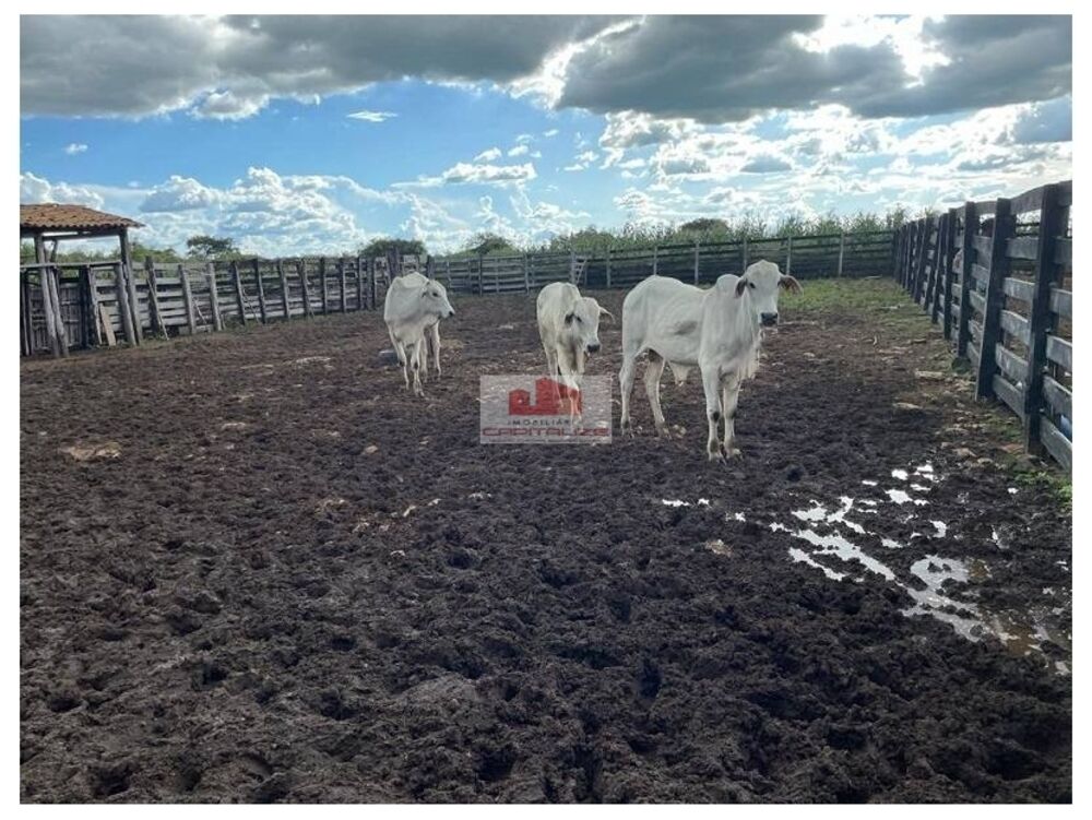 Fazenda, 8000 m² - Foto 1