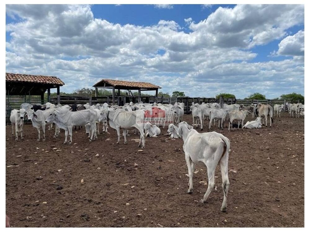 Fazenda, 8000 m² - Foto 3