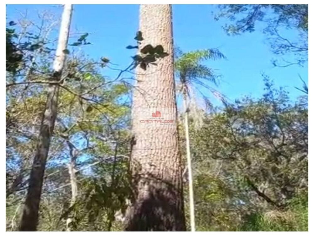 Fazenda, 10000 m² - Foto 4