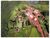 Fazenda, 2 hectares - Foto 4
