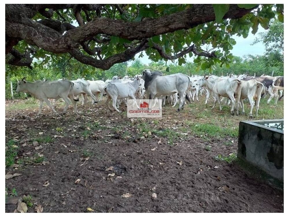 Fazenda, 1022 m² - Foto 1