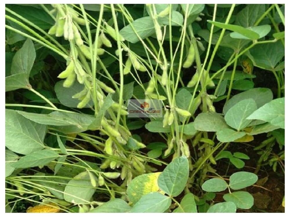 Fazenda, 1709 m² - Foto 1