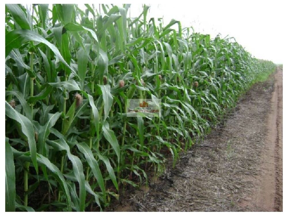 Fazenda, 1709 m² - Foto 3