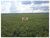 Fazenda, 3800 m² - Foto 4