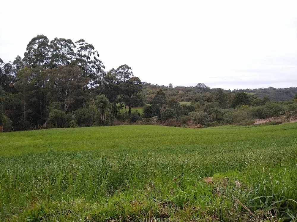 Terreno, 6 hectares - Foto 3