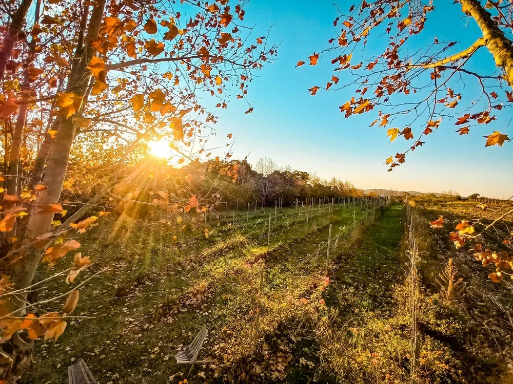 Terreno, 10 hectares - Foto 4
