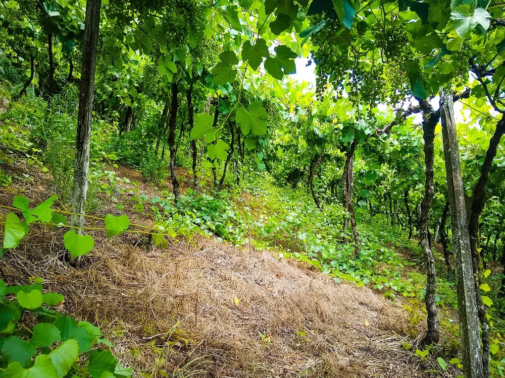 Terreno, 10 hectares - Foto 2