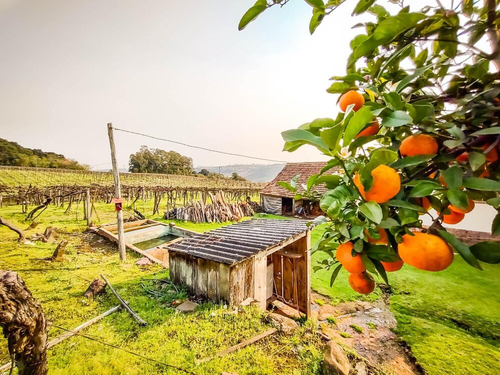Terreno, 4 hectares - Foto 7
