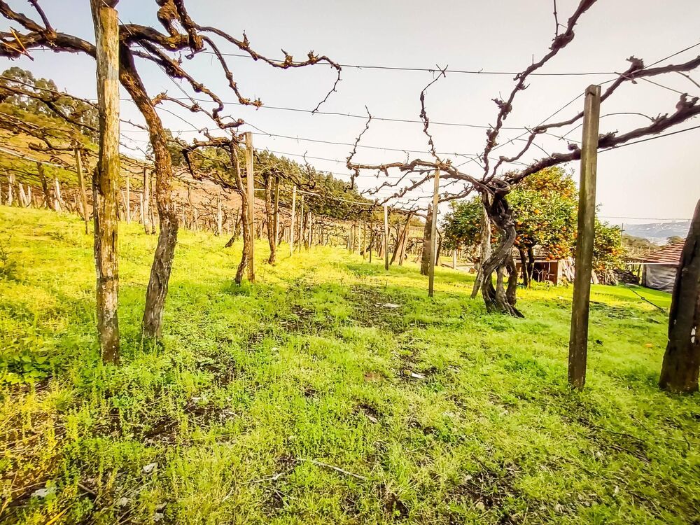 Terreno, 4 hectares - Foto 6