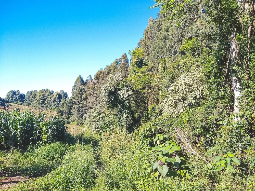 Terreno, 6 hectares - Foto 1