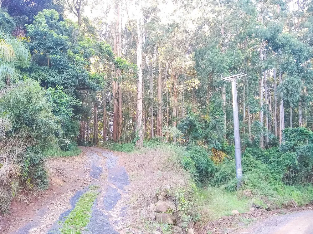 Terreno, 6 hectares - Foto 4