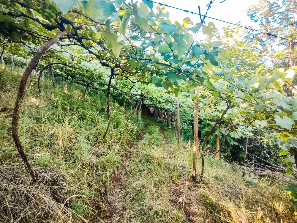 Sítio, 8 hectares - Foto 4