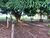 Fazenda, 97 hectares - Foto 4