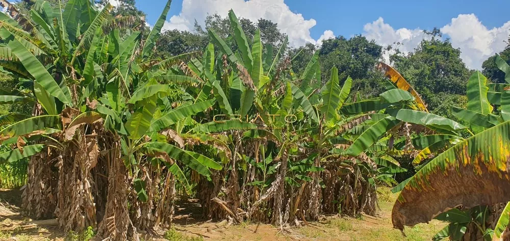 Fazenda à venda com 3 quartos, 10000m² - Foto 3