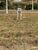 Terreno, 300 m² - Foto 3