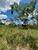 Fazenda-Sítio-Chácara, 1000 hectares - Foto 4