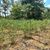 Terreno, 500 m² - Foto 1