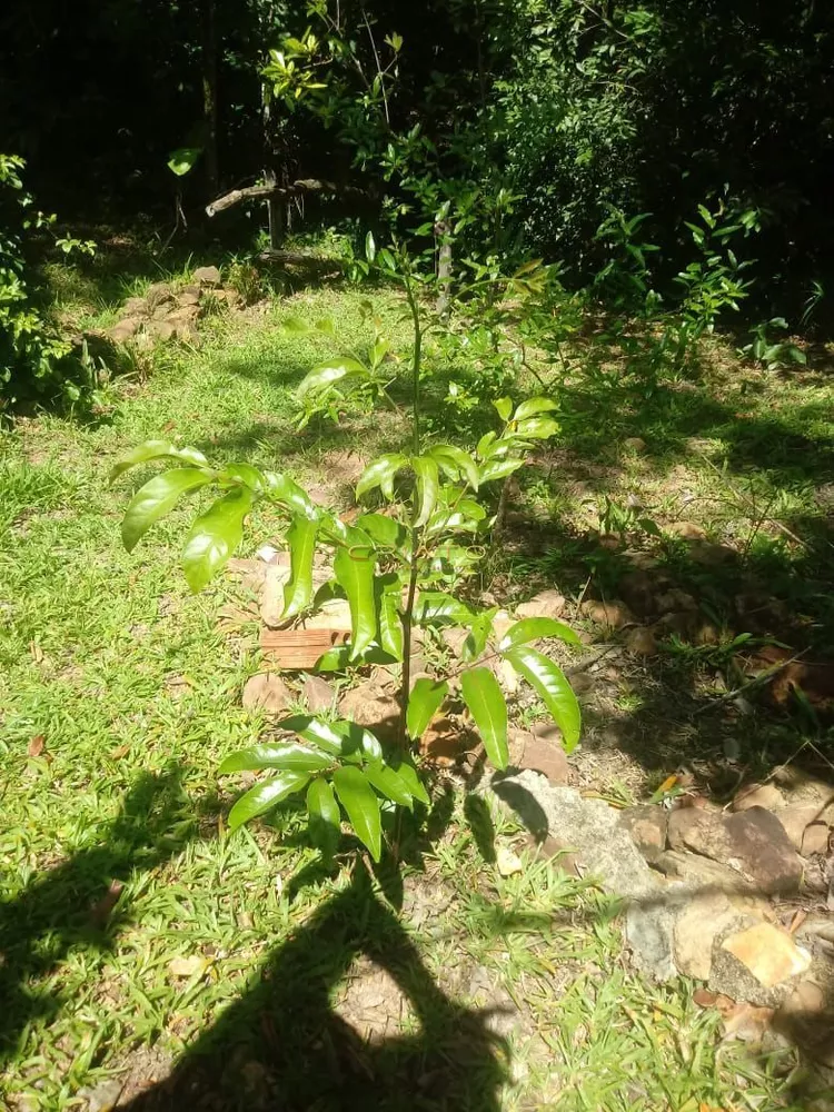 Fazenda à venda com 1 quarto, 30000m² - Foto 1