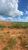 Terreno, 250 m² - Foto 4