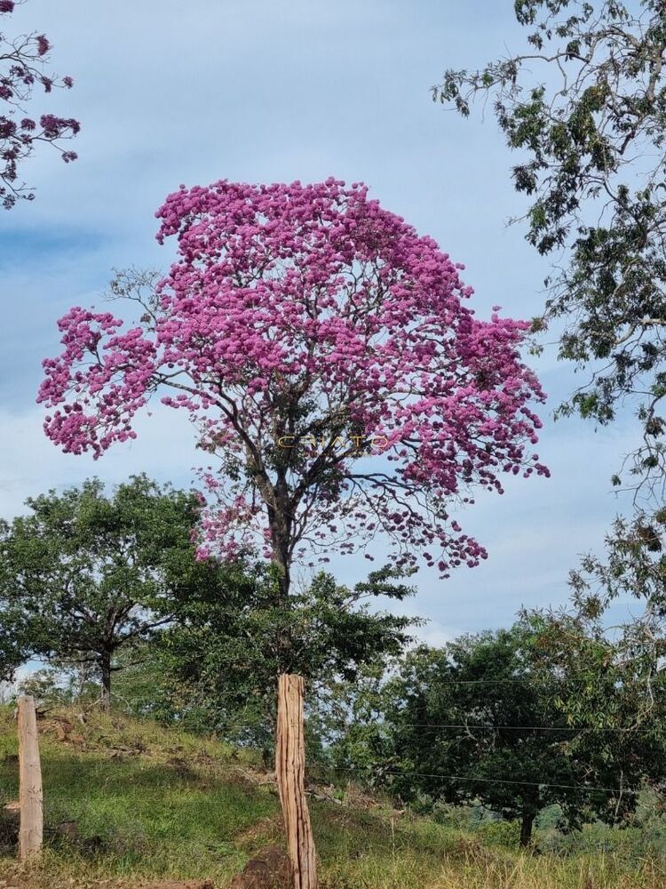 Fazenda à venda, 15000m² - Foto 8