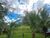 Fazenda-Sítio-Chácara, 145 hectares - Foto 11