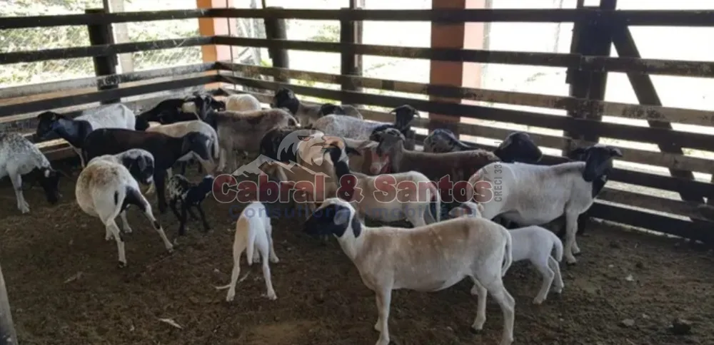 Sítio, 5 quartos, 17 hectares - Foto 8